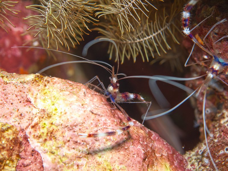 Shrimp, Seulako Cave